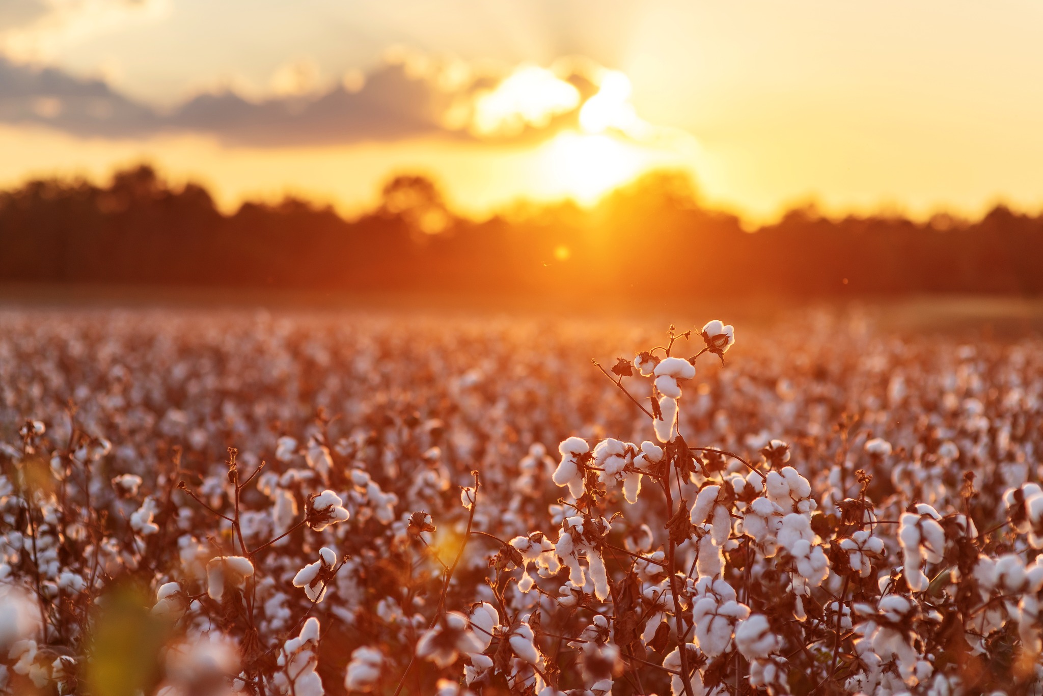 Photography Background